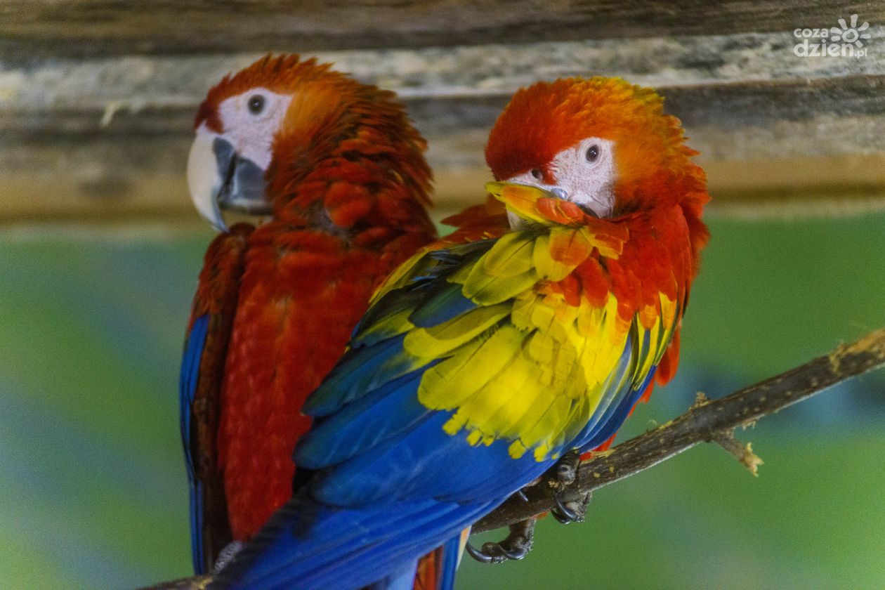 Papugarnia w Radomiu