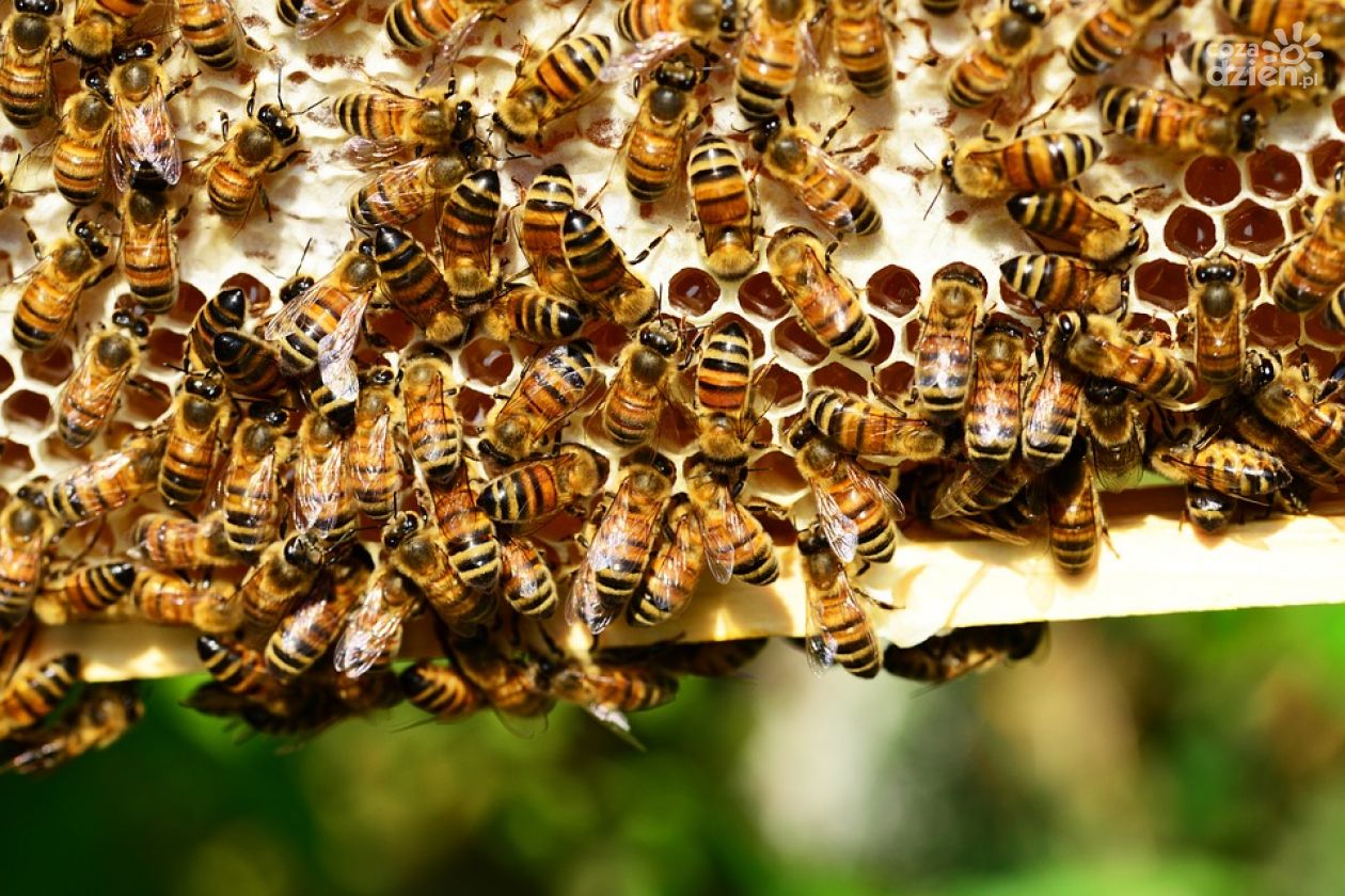 Poznaj bliżej pszczoły. W Amfiteatrze