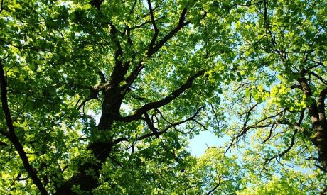 1800 drzew w systemie - "Zielona Akcja" podsumowuje pół roku działania nowego systemu indeksowania zieleni