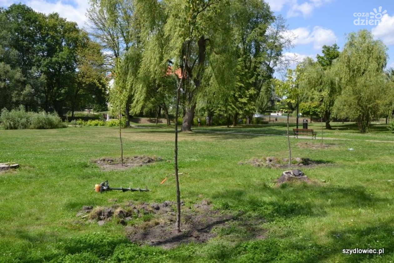 SZYDŁOWIEC. Nowe drzewa w Parku Radziwiłłowskim