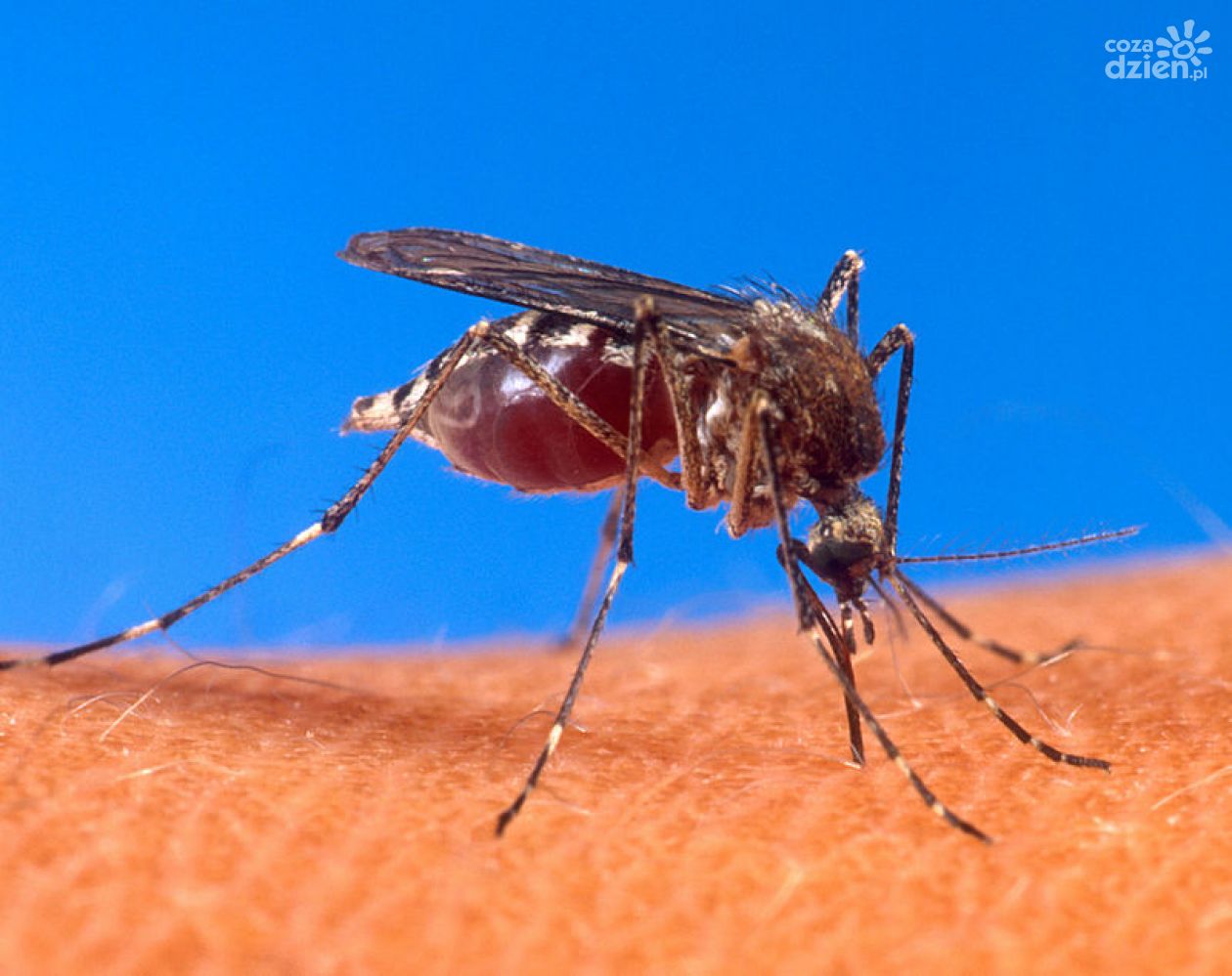 Opryski przeciw komarom i kleszczom jednak 