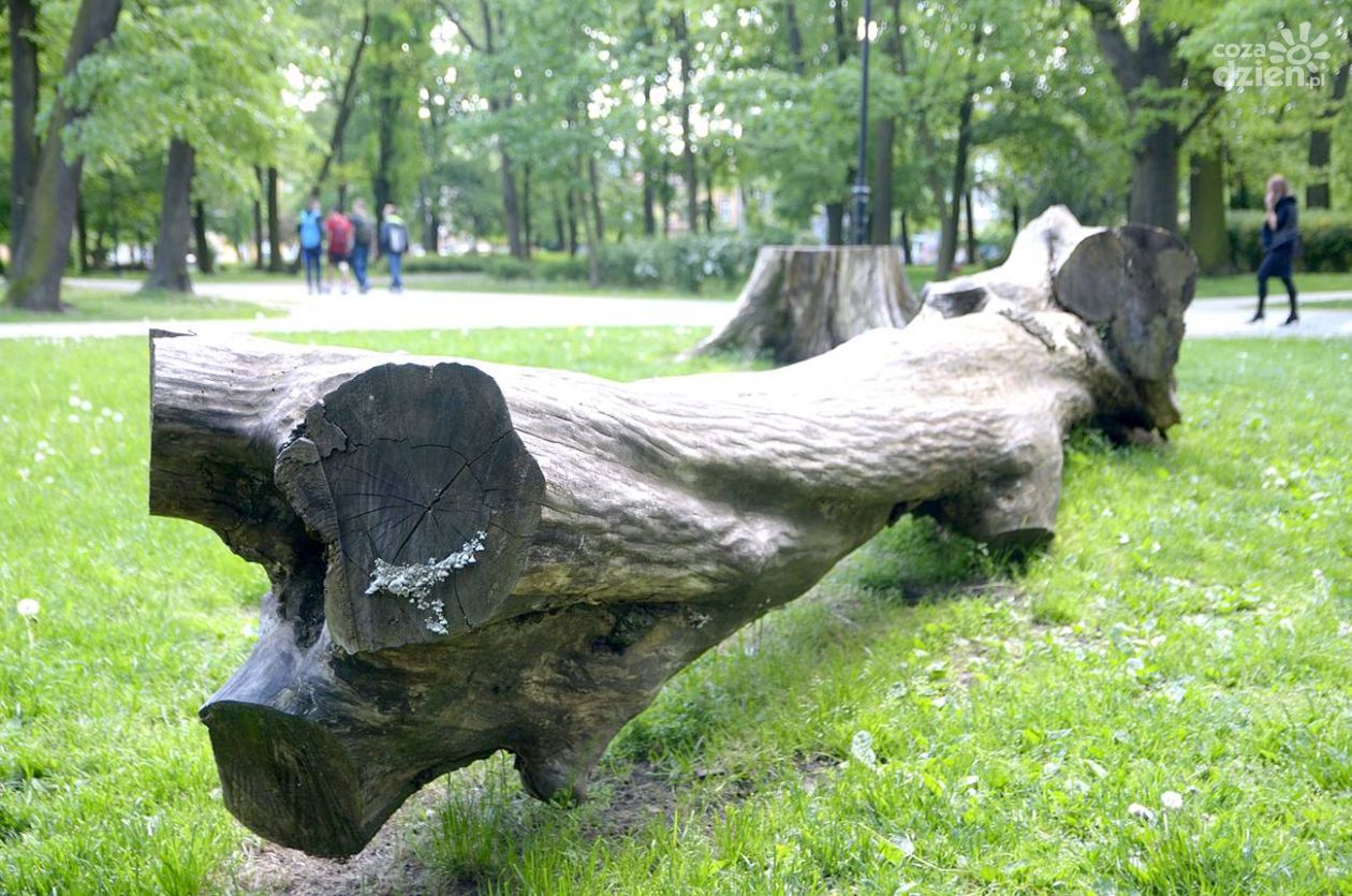 Ich możesz spotkać w parku Kościuszki