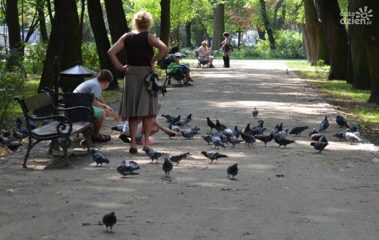 Ptasi problem w radomskich parkach