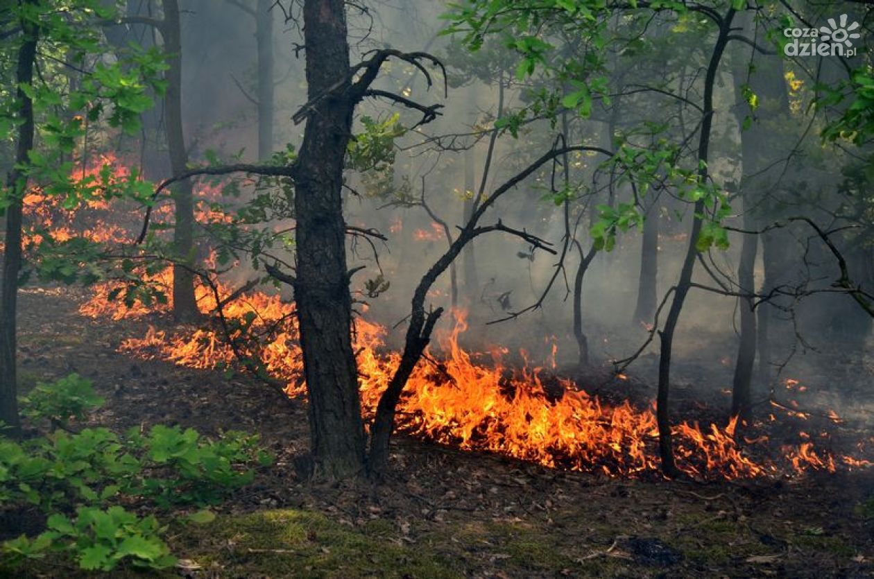JEDLIŃSK: Pożar lasu i torfowiska
