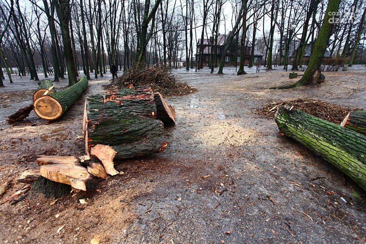 Drzewo zabiło dziecko. Jak zapobiec tragedii w Radomiu?