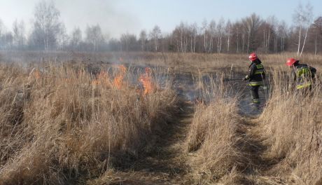 Plaga pożarów traw w Radomiu i okolicach