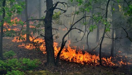 JEDLIŃSK: Pożar lasu i torfowiska