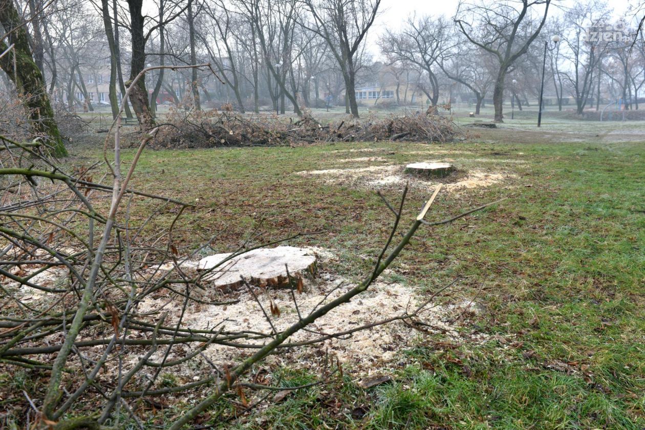 Wycinka części drzew w parkach wstrzymana