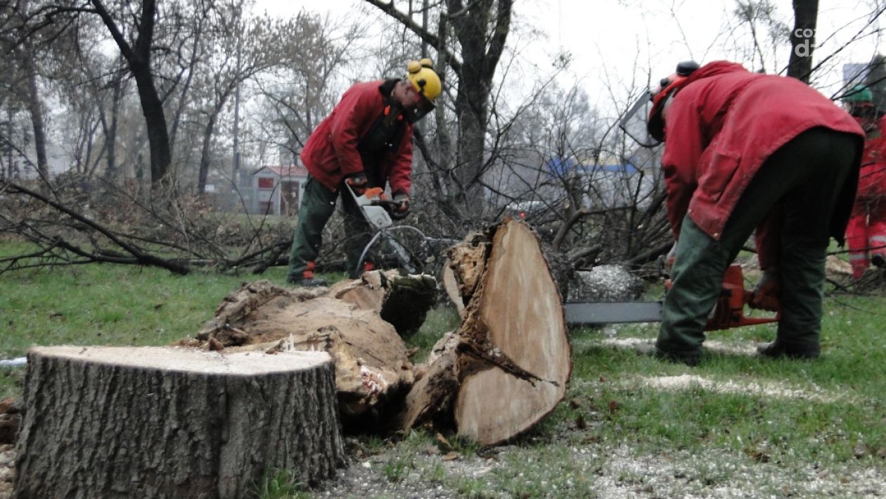 Wycinka drzew w Radomiu wstrzymana