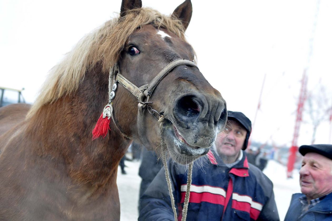 Rusza największy targ koński w Europie