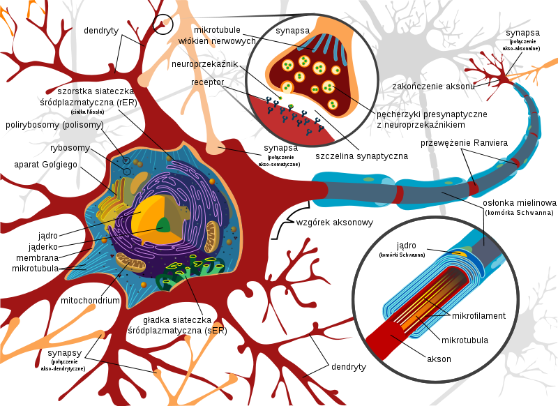 Budowa neuronu. Źródło: wikipedia.org