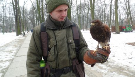 Sokoły wróciły do radomskich parków