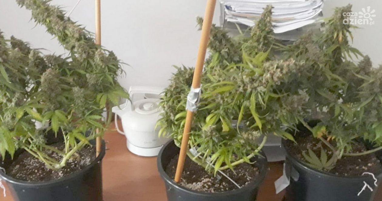 Policjanci odkryli nielegalną hodowlę marihuany