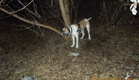 Znaleźli zaczipowanego psa przywiązanego do drzewa