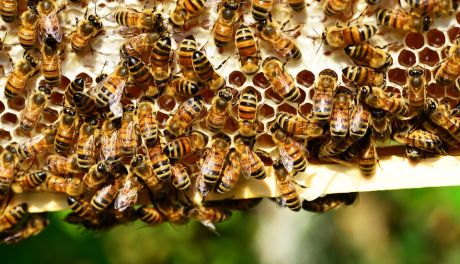 Pionkowski dzień pszczoły po raz trzeci