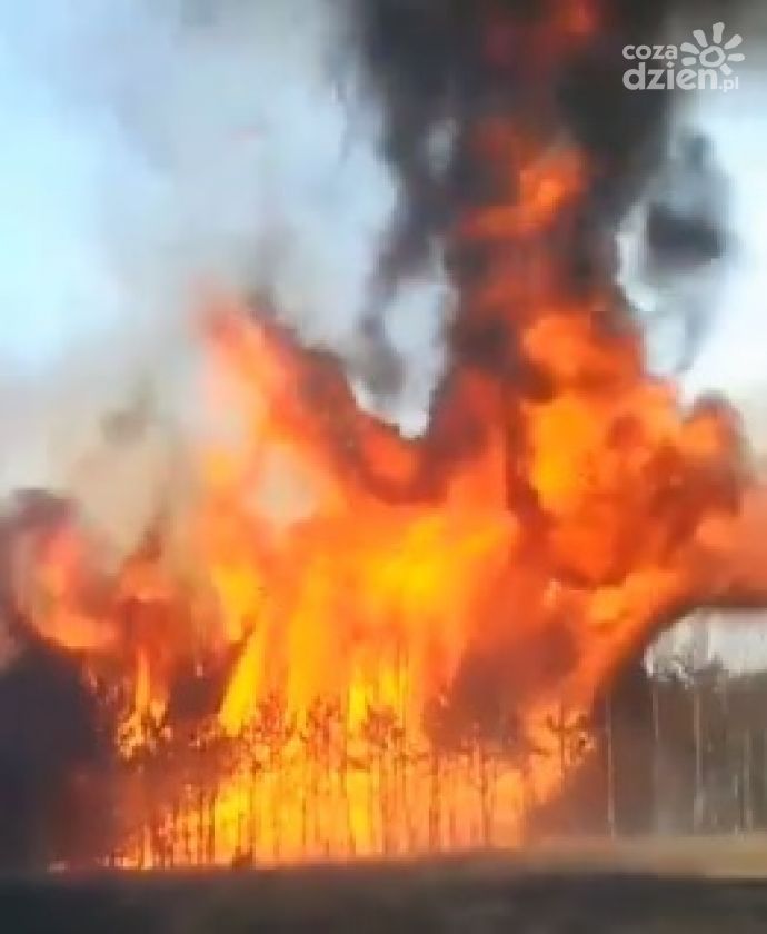 Niebezpieczny pożar lasu w Jastrzębiu (wideo)