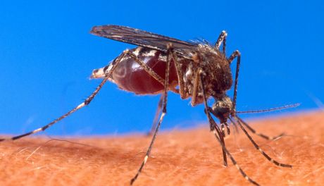 "Opryski przeciw komarom tylko interwencyjnie"