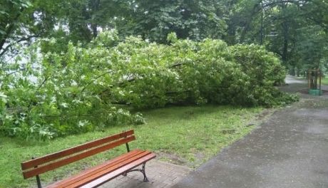 Skutki nawałnicy. Zamkną park na Plantach