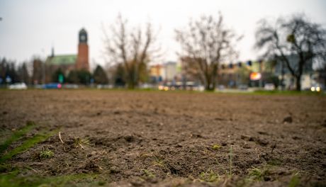 W Radomiu powstaną łąki kwietne (zdjęcia)