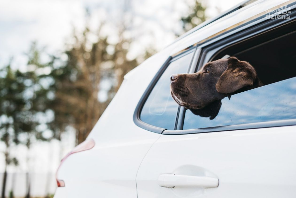 Jak przewozić psa w samochodzie - podstawowe informacje