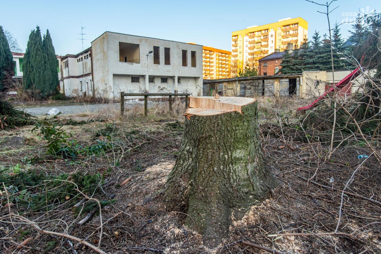 Wycinka drzew na terenie dawnego domu dziecka przy ul. Kolberga (zdjęcia)