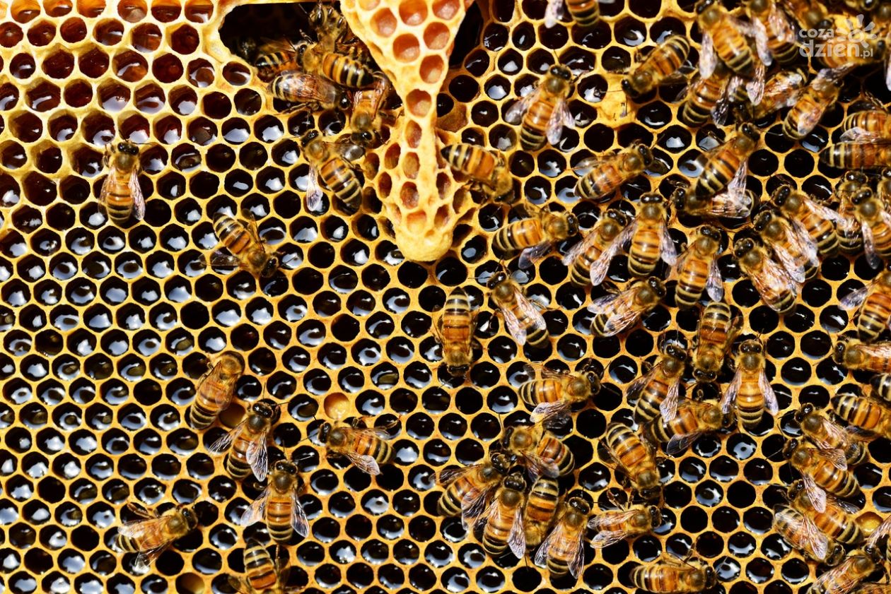 Pierzga pszczela – wszystko, co powinieneś o niej wiedzieć