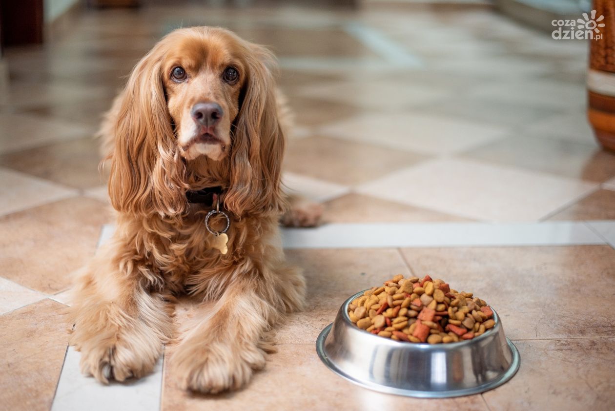 Sucha karma dla psa – jaką wybrać?