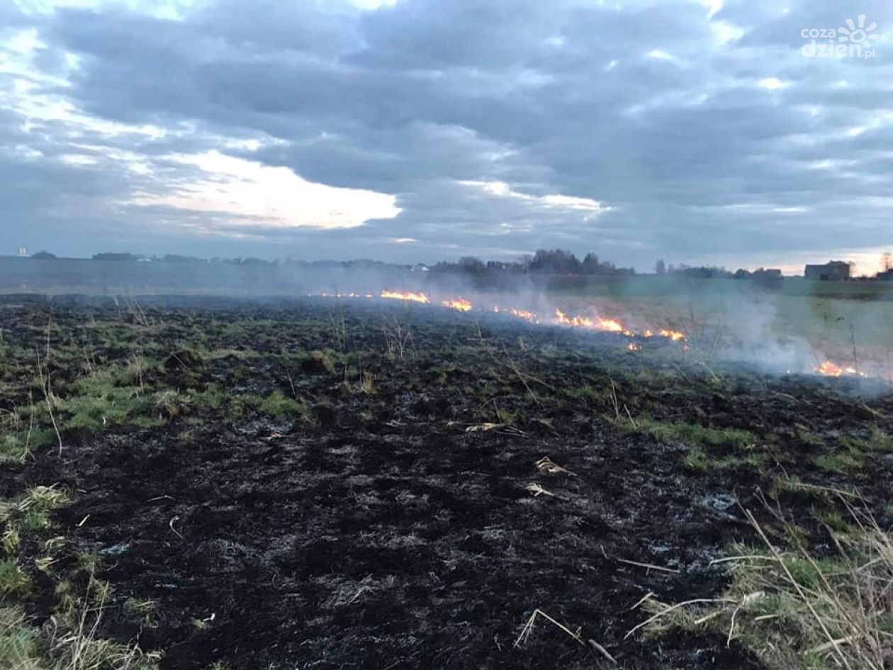 Plaga pożarów nieużytków rolnych w Wierzbicy