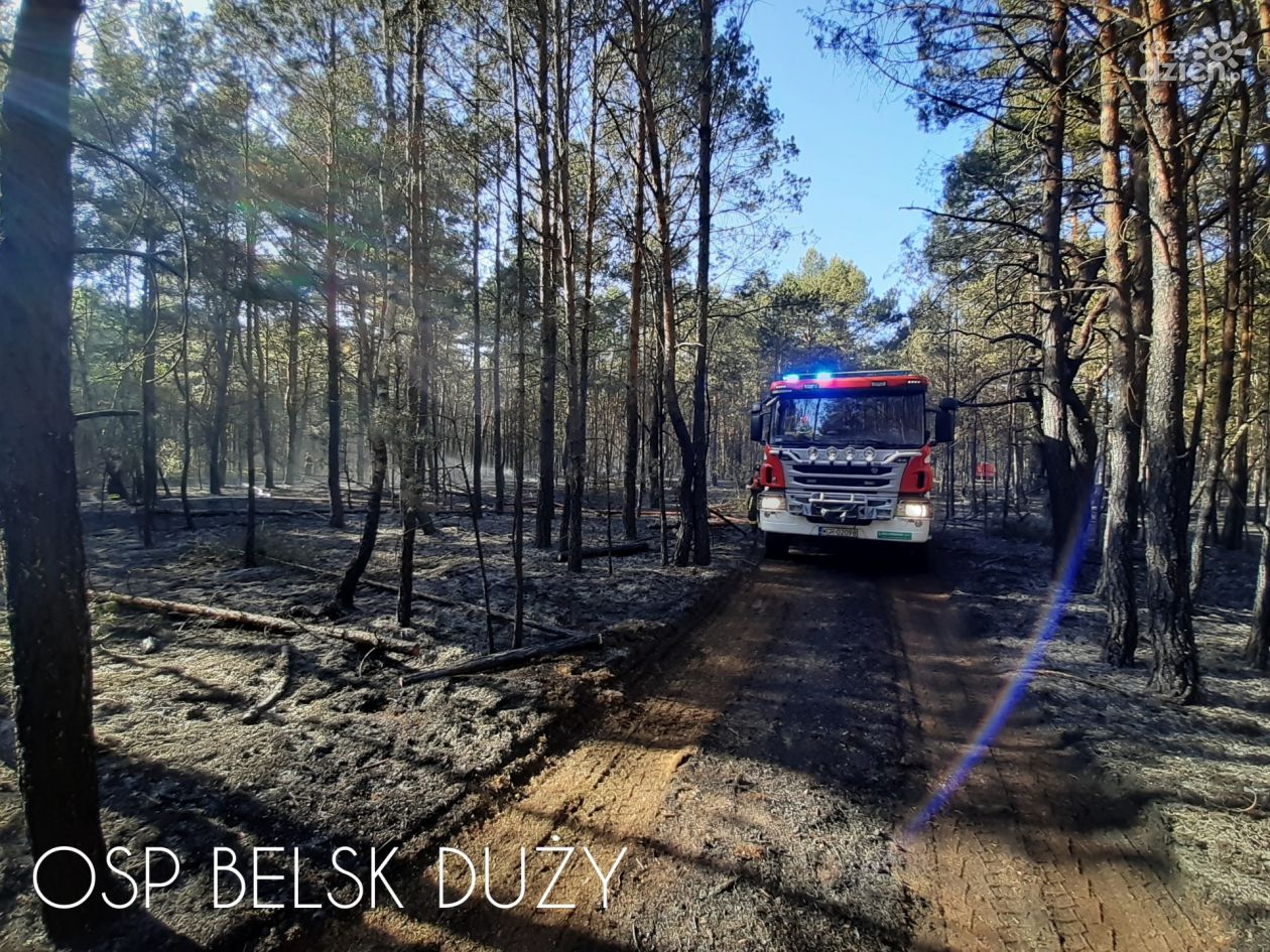 Spłonęło sześć hektarów poszycia leśnego pod Nowym Miastem nad Pilicą. W akcji samoloty gaśnicze!