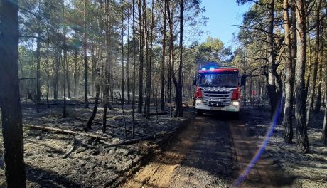 Spłonęło sześć hektarów poszycia leśnego pod Nowym Miastem nad Pilicą. W akcji samoloty gaśnicze!