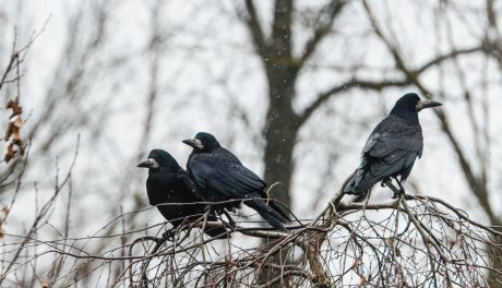 Halo Ziemia! Ptaki zimą – spacer z Jackiem Słupkiem (zdjęcia)