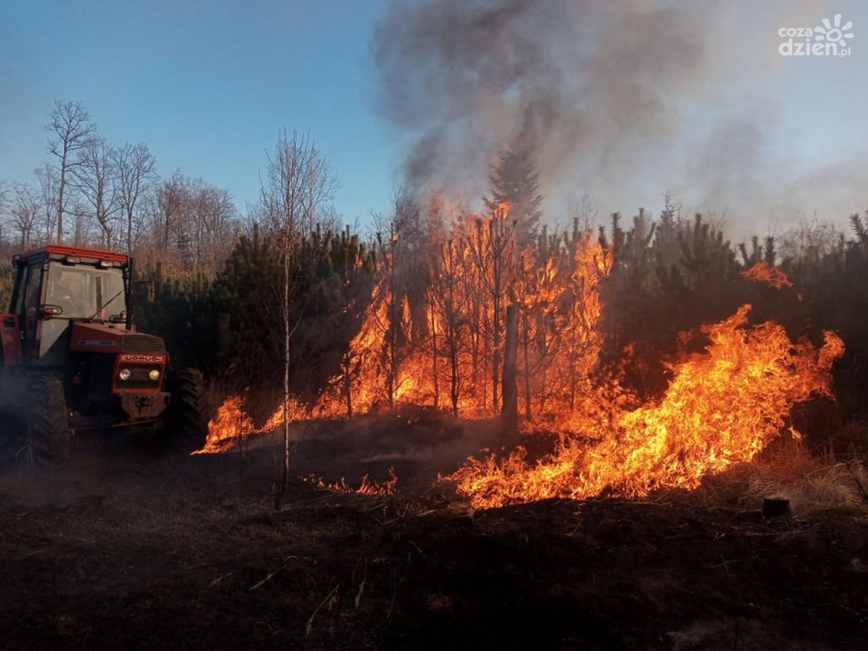 Pożar lasu. Spaliły się ponad dwa hektary
