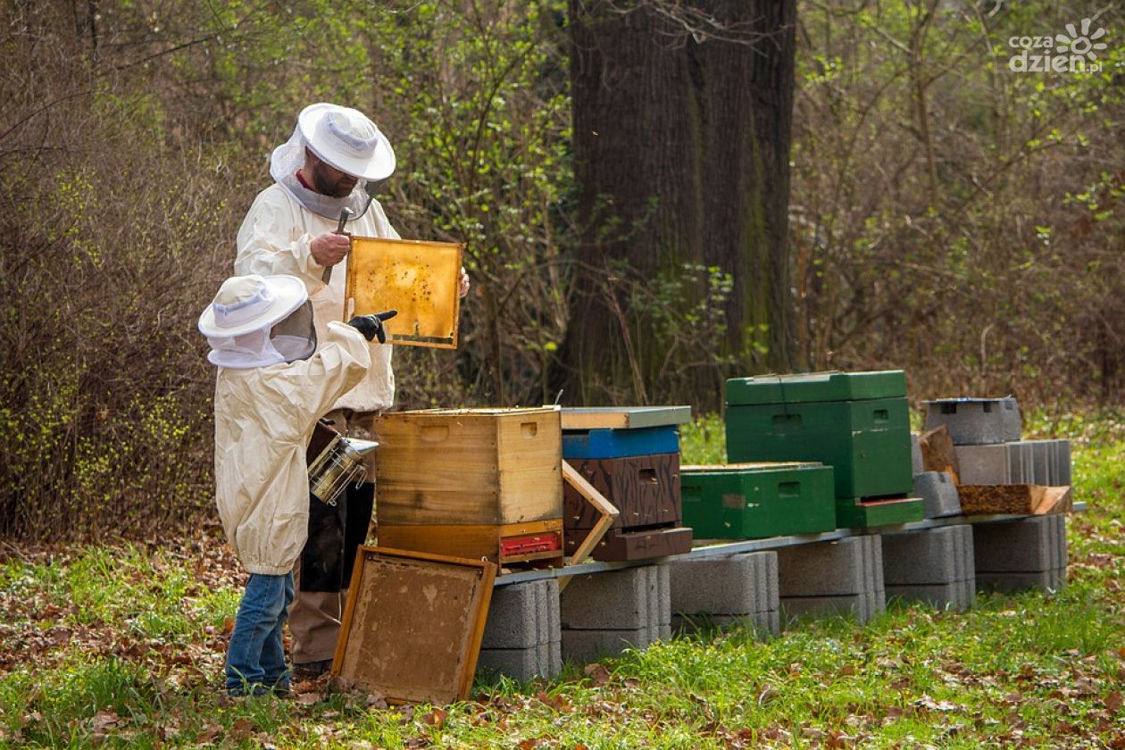 Dofinansowanie dla pszczelarzy 