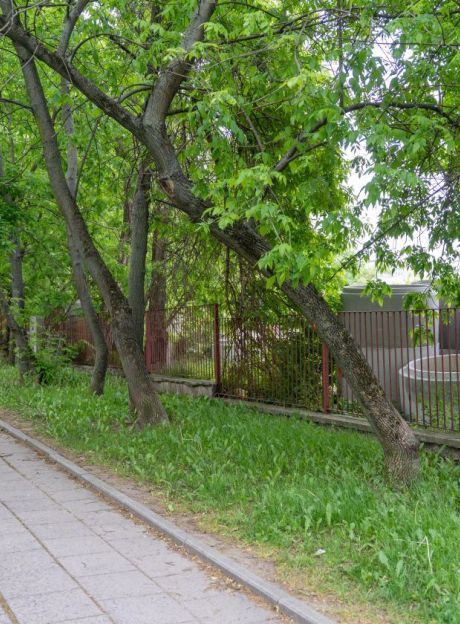 Będzie wycinka drzew przy ul. Narutowicza 