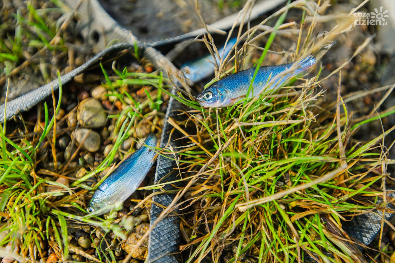 Śnięte ryby w parku Leśniczówka (zdjęcia)