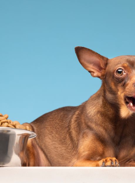 Dlaczego warto uwzględnić zarówno mokrą, jak i suchą karmę w diecie psa: łączenie różnych rodzajów karm