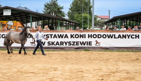 Wystawa koni hodowlanych podczas Dni Skaryszewa (zdjęcia)