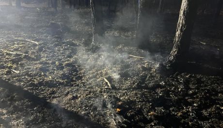 WieszPierwszy Płonął las koło Radomia