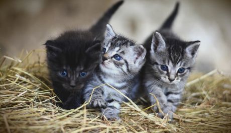 Jak kocięta z hodowli kotów brytyjskich adaptują się do nowego domu?
