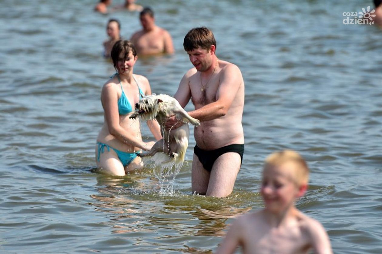 Pies na plaży - za to grozi mandat!