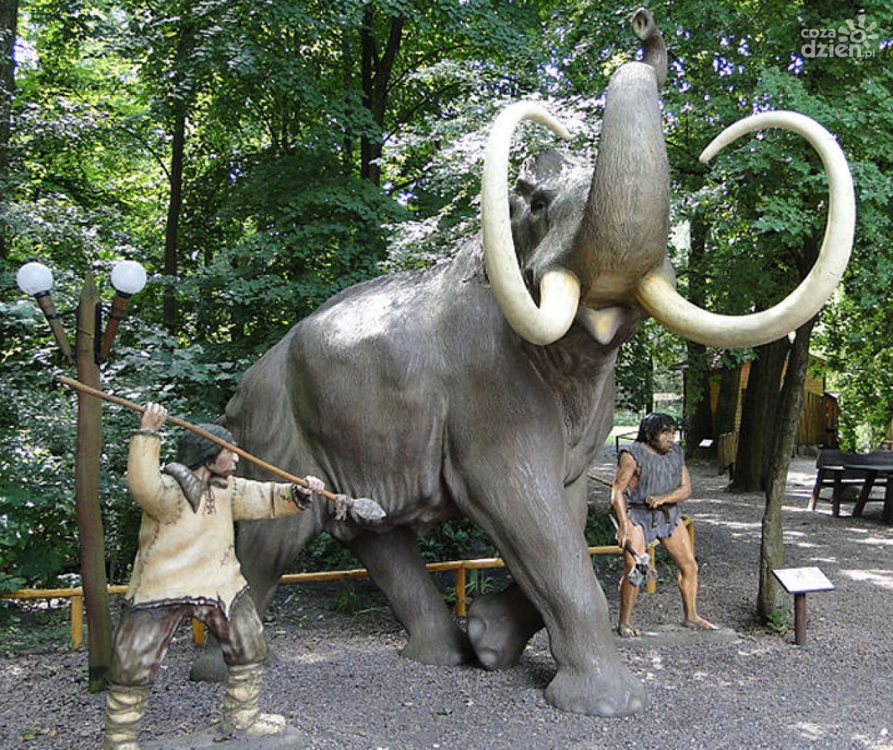 W Radomiu powstanie pomnik mamuta?