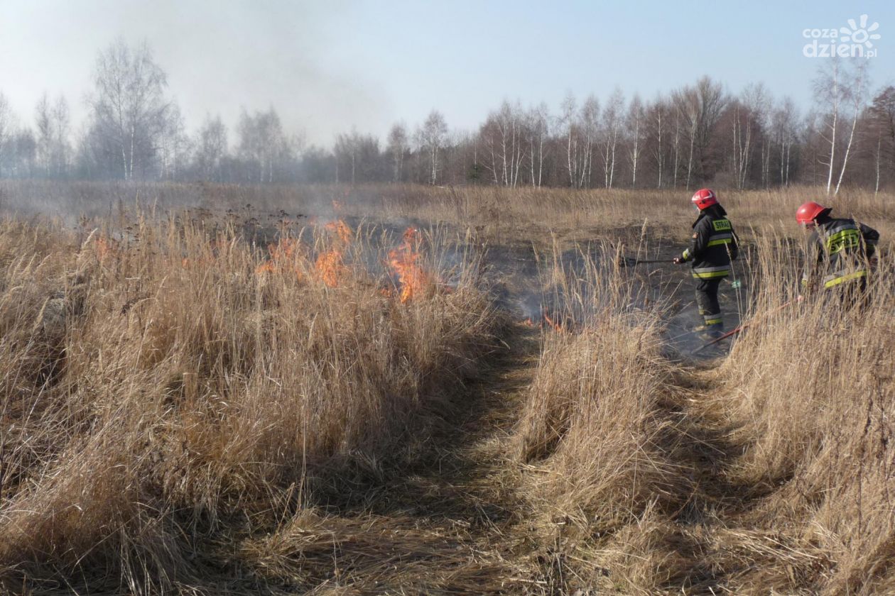 Plaga pożarów traw w Radomiu i okolicach