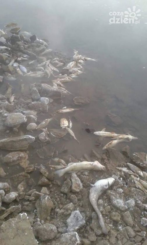 Co zabiło tonę ryb w Kozienicach?