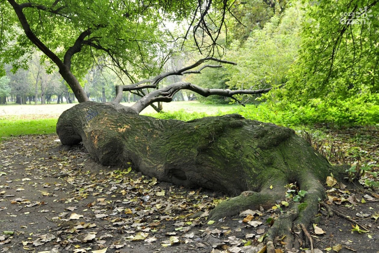 W Starym Ogrodzie wykarczują ponad 300 drzew