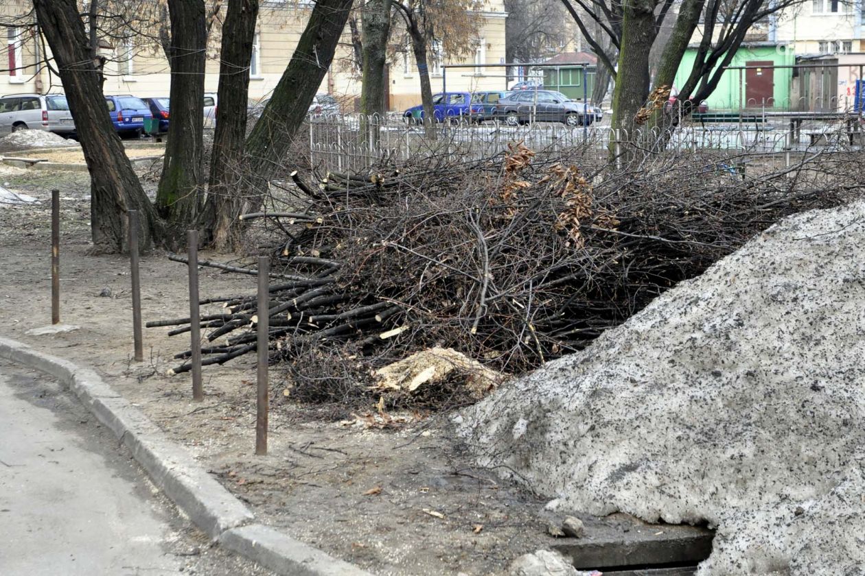 INTERWENCJE: Wycinka drzew przy ul. Planty 5