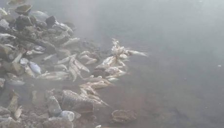 Co zabiło tonę ryb w Kozienicach?