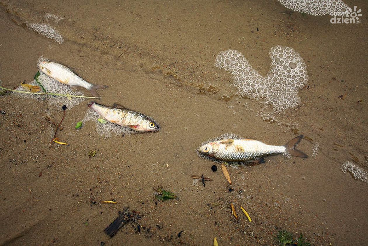 Martwe ryby w zalewie na Borkach